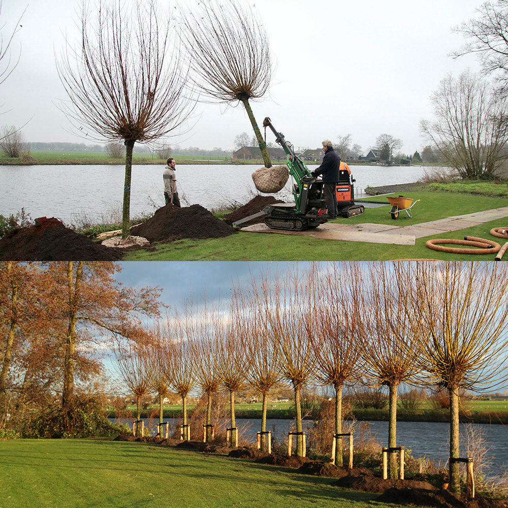 Bomen planten